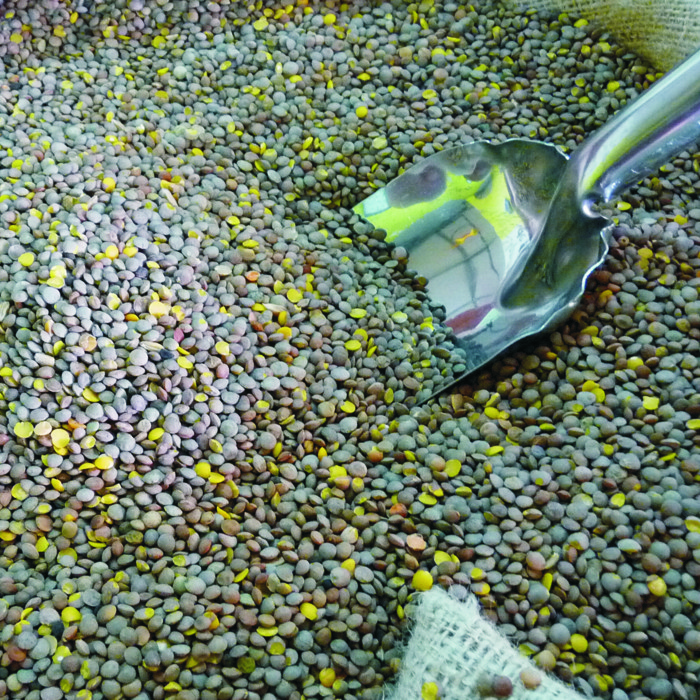 Llentia Pardina GRANEL -Castella i Lleó-