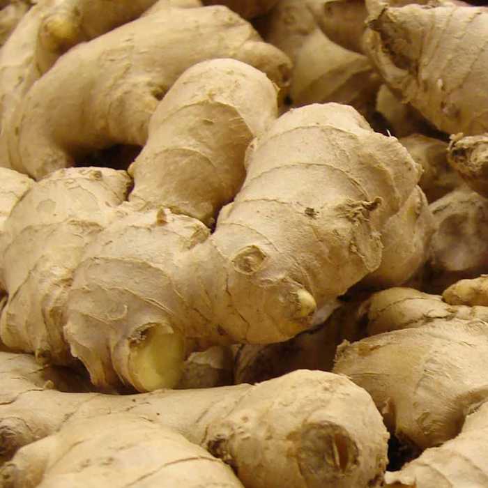 Gingebre -Perú-
