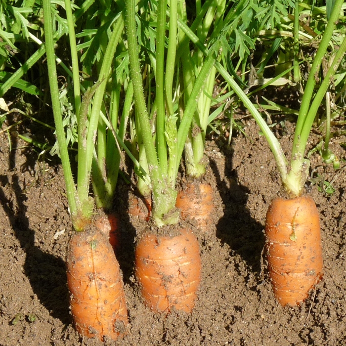 Pastanaga (manat)