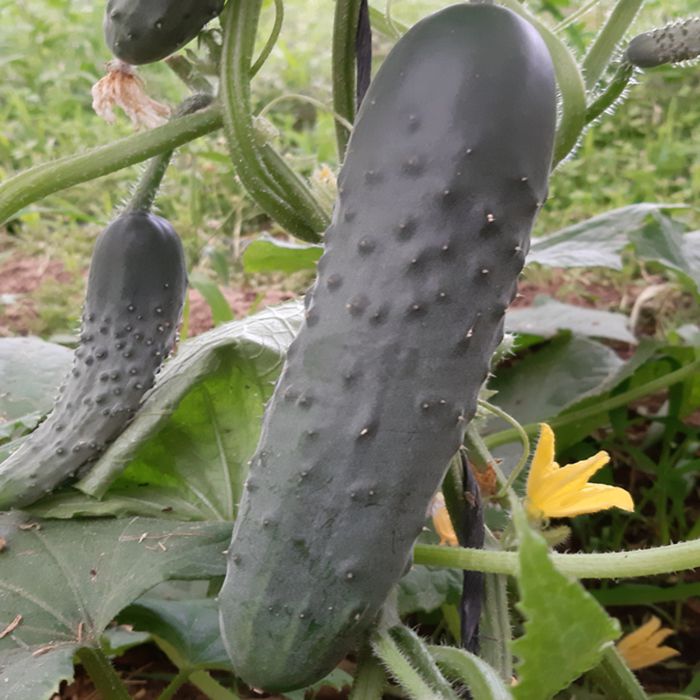 Cogombre