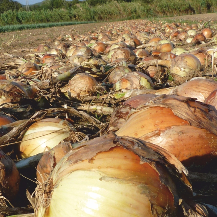 Ceba semi-seca BABOSA