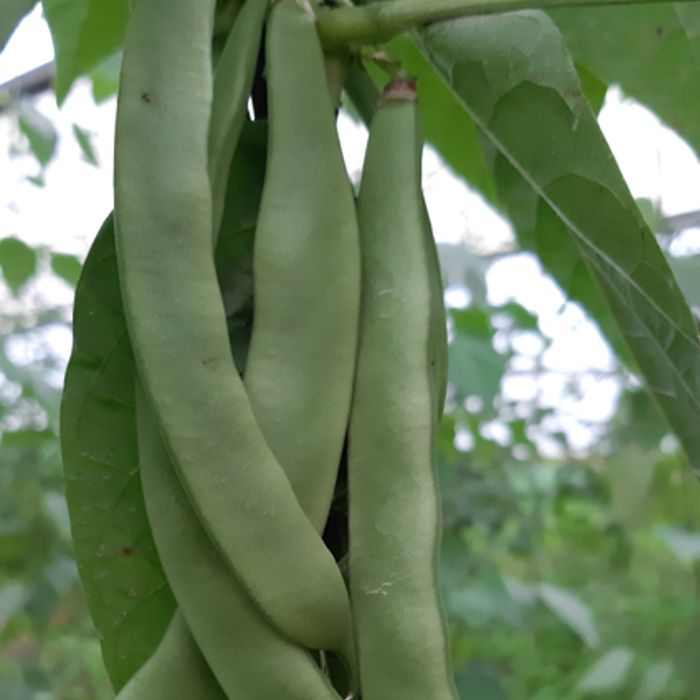 Mongeta tendra PERONA