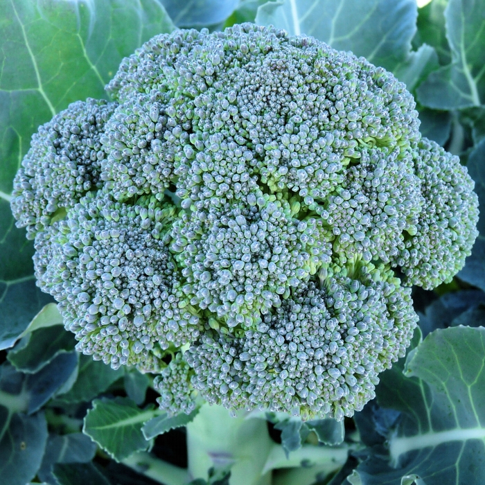 Bròcoli (kg)