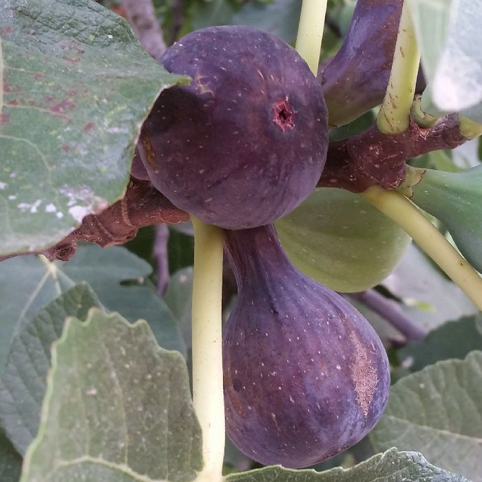 Figues coll de dama NEGRES
