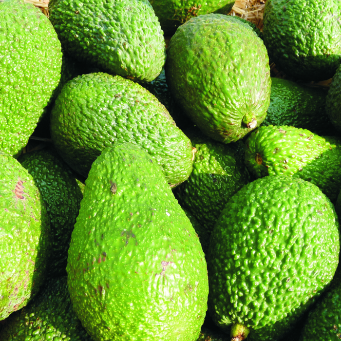 Alvocat HASS -Andalusia-