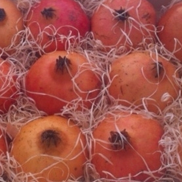 Magrana -C.Valenciana-