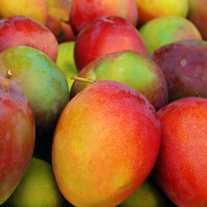 Mango -Andalusia-