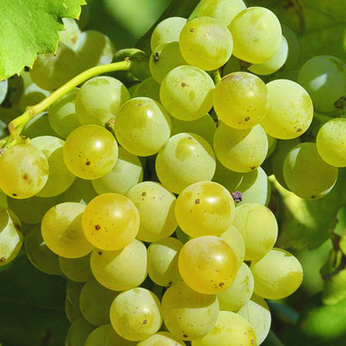 Raïm blanc -R. de Múrcia-