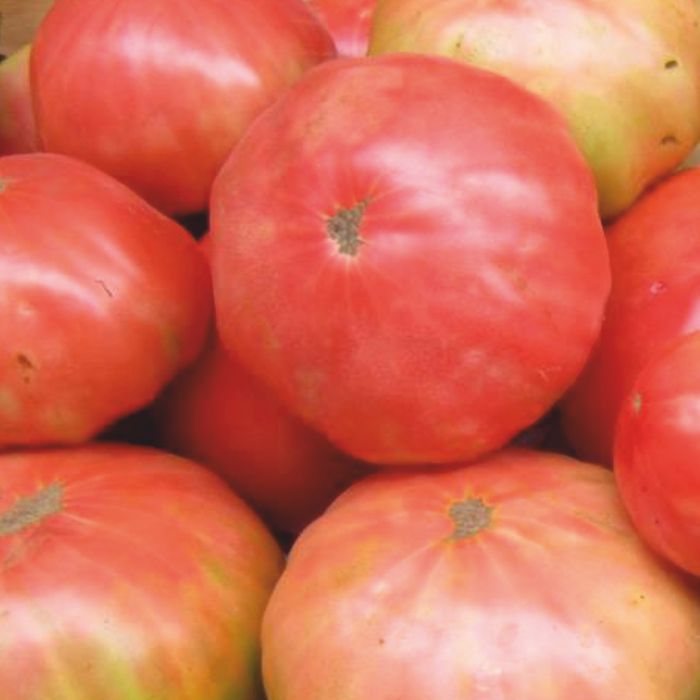 Tomàquet ROSA -R. de Múrcia-