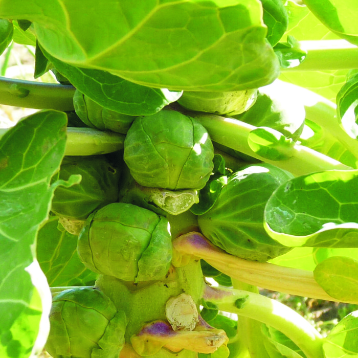 Cols de Brussel·les