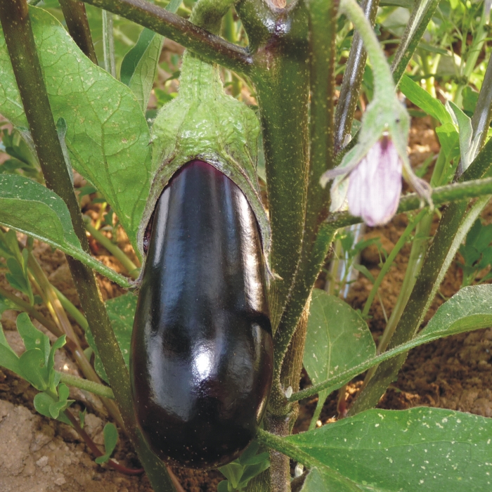 Albergínia NEGRA