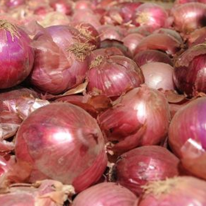 Ceba seca MORADA
