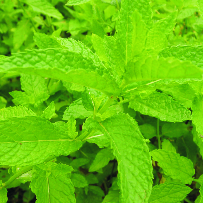 Menta (manat)