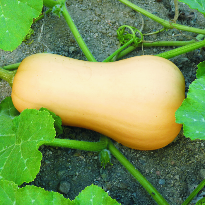 Carbassa cacauet