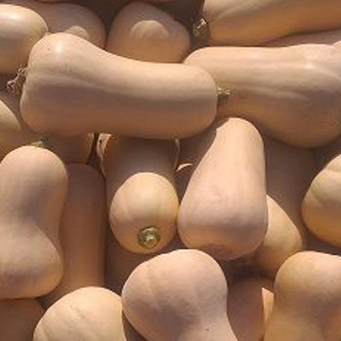 Carbassa cacauet -C.Valenciana-
