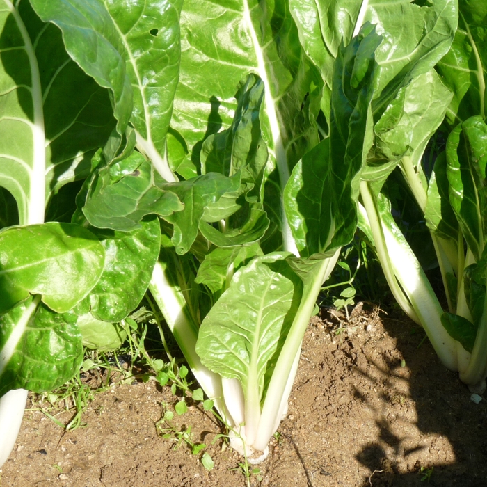 Bleda (kg)