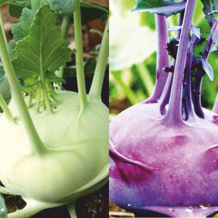 Colinap BLANC i/o MORAT