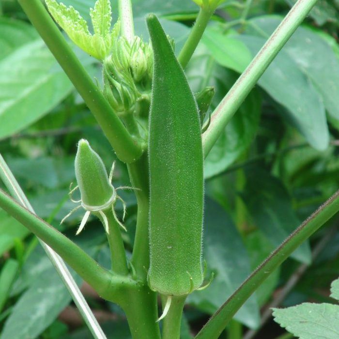 Okra
